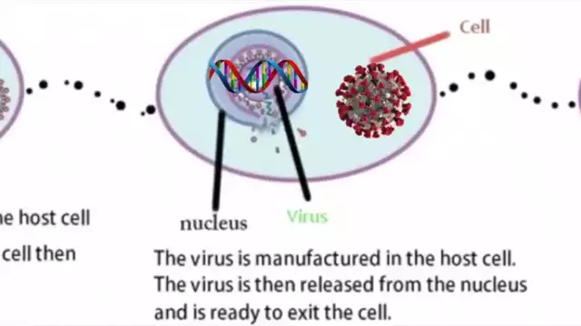 Virology Debunks Corona
