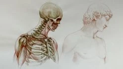Aboveisbelow: Where To Begin: Anatomy