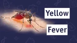What You Need To Know About Yellow Fever