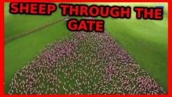 Sheep Through The Gate - Aussie Comitatus RMX