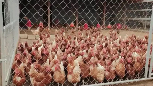 The Truth About Contagion